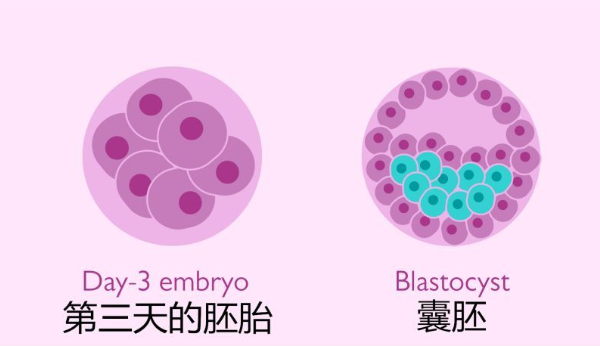 7个胚胎养囊成功几个因人而异，全部失败就要找原因了